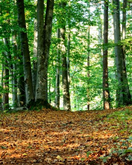 Klimaschutz in Niedersachsen